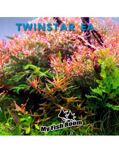 Nueva serie EA Twinstar Light IV 300EA - Pantalla LED 30/40cm