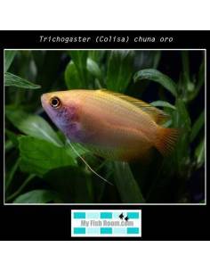 Trichogaster (Colisa) chuna oro