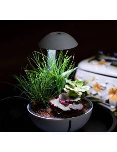 Chihiros Tiny Terrarium Egg es un terrario de pequeño tamaño ideal para decorar cualquier espacio de tu casa. 2