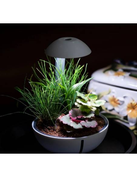Chihiros Tiny Terrarium Egg es un terrario de pequeño tamaño ideal para decorar cualquier espacio de tu casa.