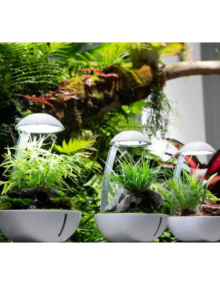 Chihiros Tiny Terrarium Egg es un terrario de pequeño tamaño ideal para decorar cualquier espacio de tu casa.
