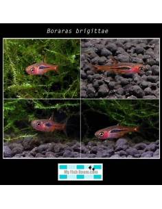 Boraras brigittae (nano)