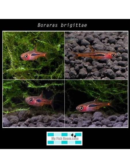 Boraras brigittae (nano)