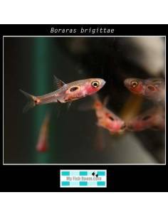 Boraras maculatus  (nano)