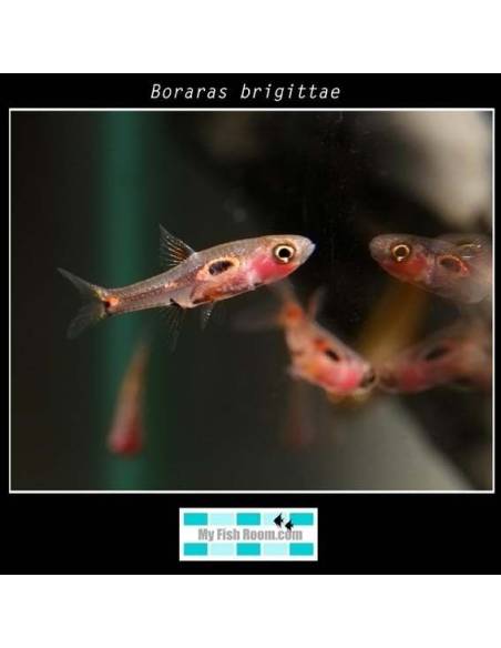Boraras maculatus  (nano)