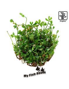 Marsilea minuta 1-2 Grow! Tropica Dinamarca 2