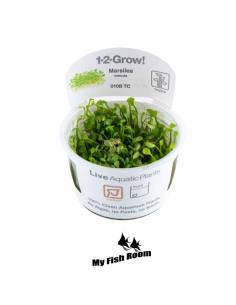 Marsilea minuta 1-2 Grow! Tropica Dinamarca