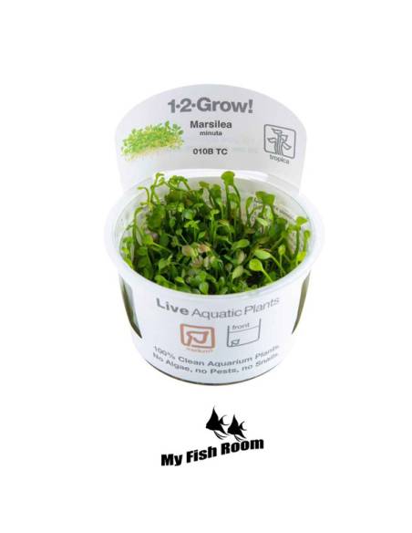 Marsilea minuta 1-2 Grow! Tropica Dinamarca