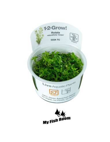 Rotala rotundifolia 'Green' 1-2 Grow! Tropica Dinamarca