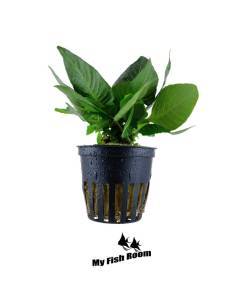 Hygrophila costata - Tropica Dinamarca
