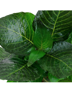 Hygrophila costata - Tropica Dinamarca 2