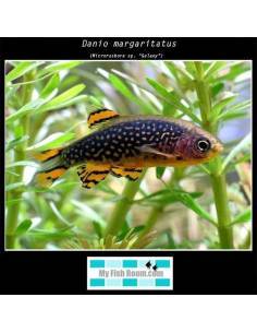 Danio margaritatus(Galaxy) 1.5-2 4.20€