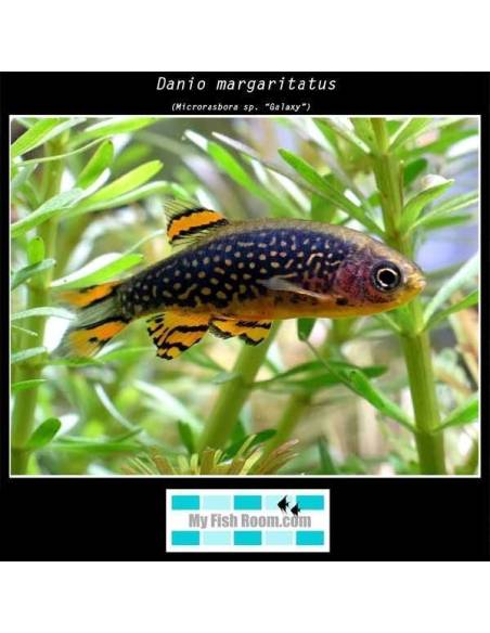 Danio margaritatus(Galaxy) 1.5-2 4.20€