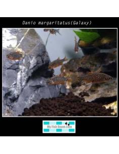 Danio margaritatus(Galaxy) 1.5-2 4.20€ 2