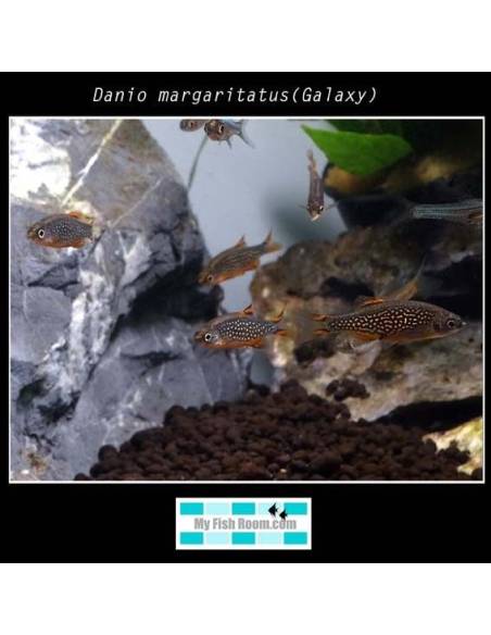 Danio margaritatus(Galaxy) 1.5-2 4.20€