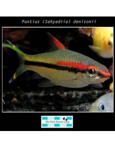 Puntius (Sahyadria) denisonii