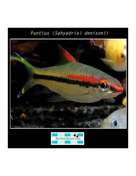 Puntius (Sahyadria) denisonii