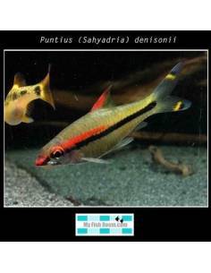 Puntius (Sahyadria) denisonii 2