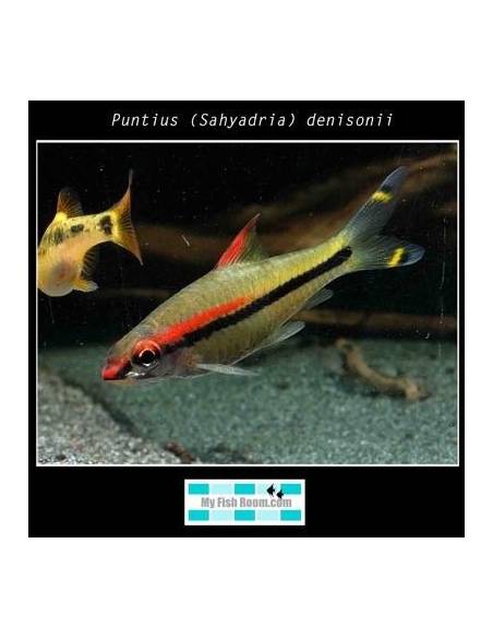 Puntius (Sahyadria) denisonii