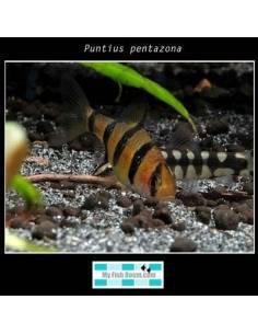 Puntius pentazona