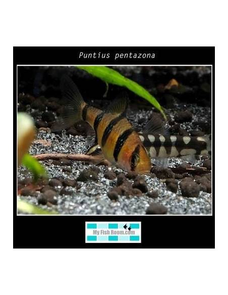 Puntius pentazona