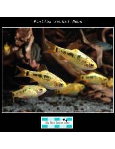 Puntius sachsi Neon