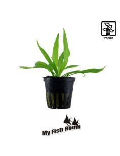 Helanthium bolivianum 'Quadricostatus' - Tropica Dinamarca