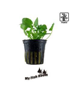 Nymphoides hydrophylla 'Taiwan'' - Tropica Dinamarca