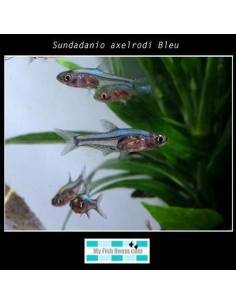 Sundadanio axelrodi Bleu
