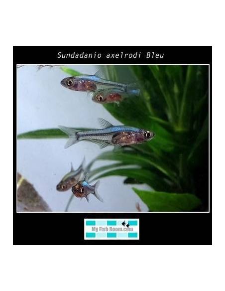 Sundadanio axelrodi Bleu