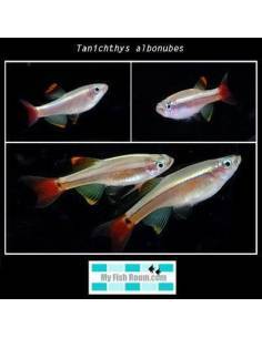 Tanichthys albonubes