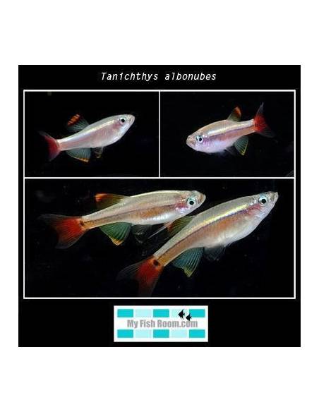 Tanichthys albonubes