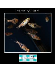 Trigonostigma espei