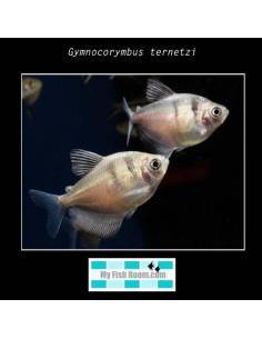 Gymnocorymbus ternetzi