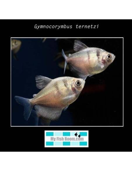 Gymnocorymbus ternetzi