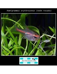 Hemigrammus erythrozonus (Néon Rose)