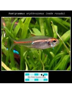 Hemigrammus erythrozonus (Néon Rose) 2