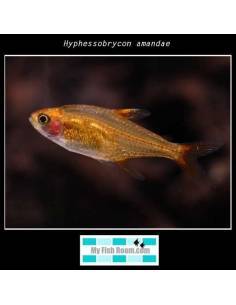 Hyphessobrycon amandae