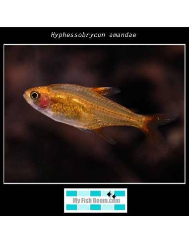 Hyphessobrycon amandae