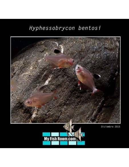 Hyphessobrycon bentosi
