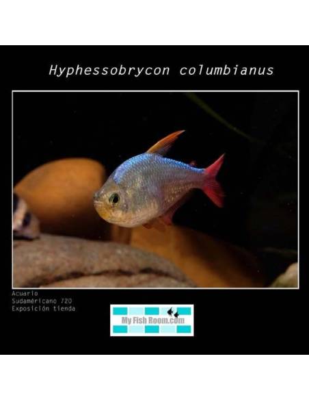 Hyphessobrycon columbianus