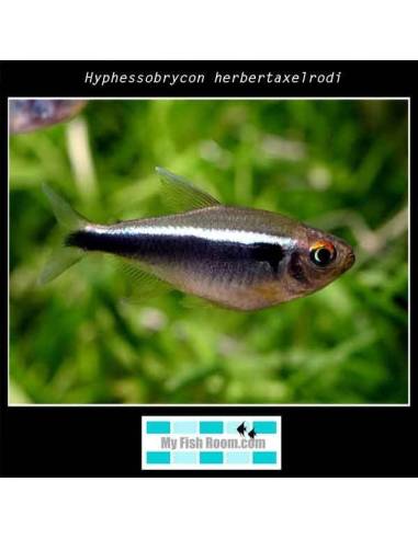 Hyphessobrycon herbertaxelrodi (Neon negro)
