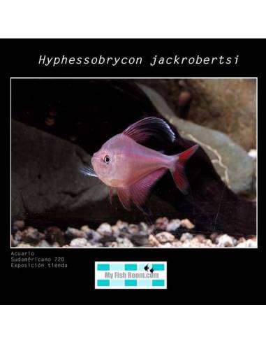 Hyphessobrycon jackrobertsi 4-5 (Bentosi Rge) 3.40€