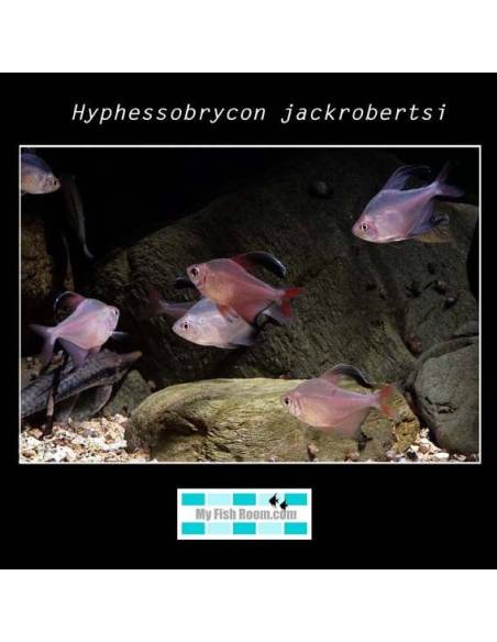 Hyphessobrycon jackrobertsi 4-5 (Bentosi Rge) 3.40€