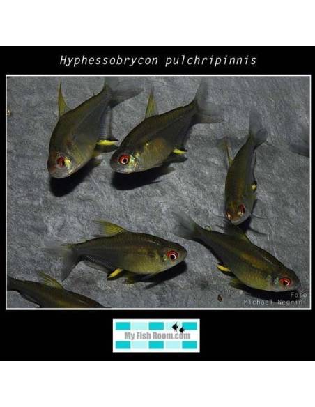 Hyphessobrycon pulchripinnis (Tetra limón)