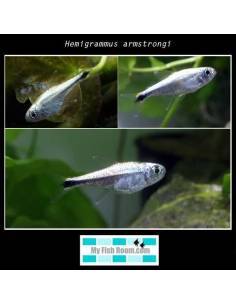 Hyphessobrycon saizi