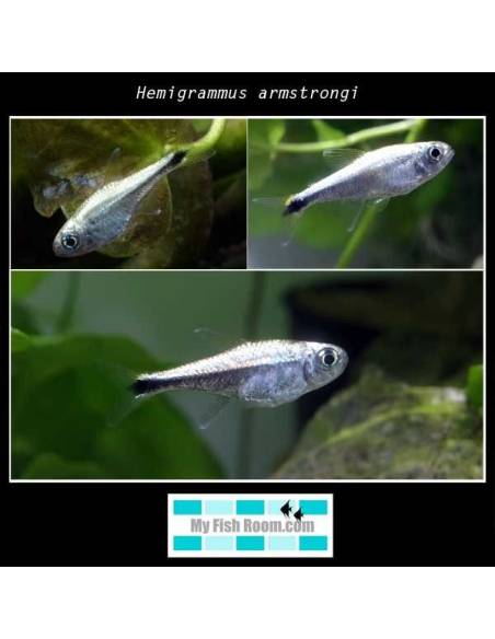 Hyphessobrycon saizi