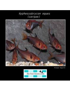 Hyphessobrycon serpae 2.5-3 0.95€
