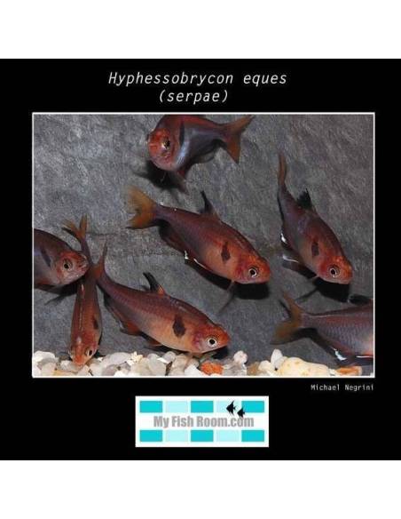 Hyphessobrycon serpae 2.5-3 0.95€