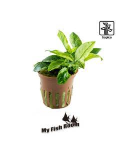Anubias barteri var. nana ’Pinto’ - Tropica Dinamarca